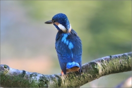 <p>LEDŇÁČEK ŘÍČNÍ (Alcedo attis) Šluknovsko - Jiříkov /Common kingfisher - Eisvogel/</p>